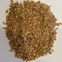 Organic Hulled Spelt Or Pearl Emmer
