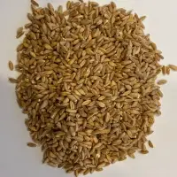 Organic Hulled Spelt Or Pearl Emmer