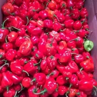 Chillies