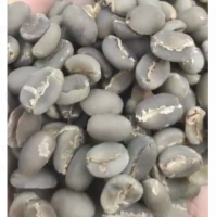 Coffee Bean Arabica