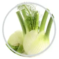 Fennel