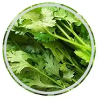 Coriander
