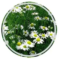 Chamomile Seeds