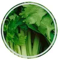 Celery