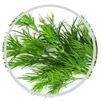 Dill