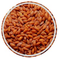 Garden Cress Seed