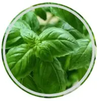 Basil