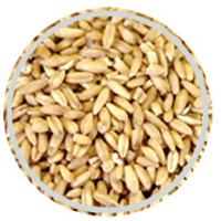 Oat Groats