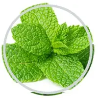 Mint