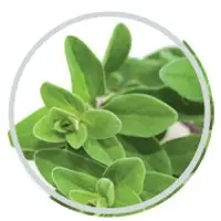 Marjoram