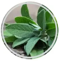 Sage