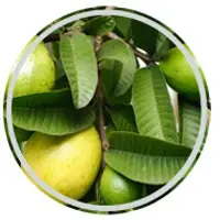 Guava Leaves