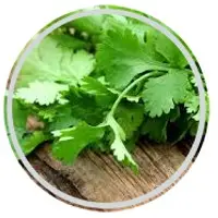 Parsley