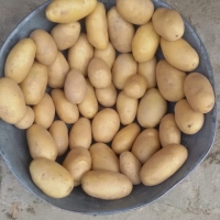 Pakistani Potato