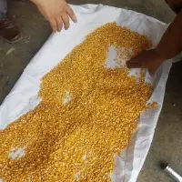 Corn