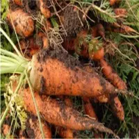 Carrot