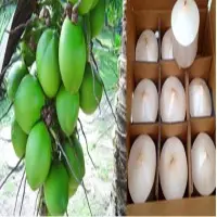Coconut