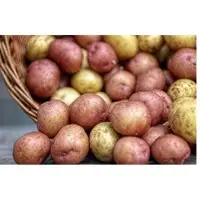 Potato