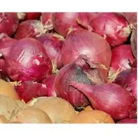 Red Onion