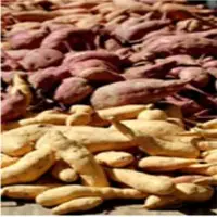 Sweet Potato Or Honey Potato