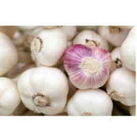 Garlic White Or Purple Color