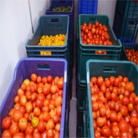 Fresh Tomato