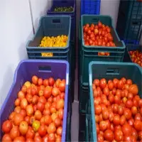 Fresh Tomato