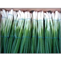 Spring Onion