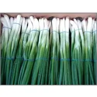 Spring Onion