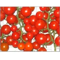 Cherry Tomatoes