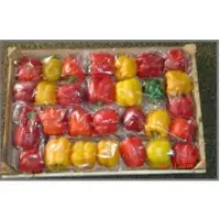 Capsicum