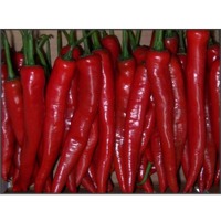 Pepper