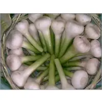Fresh Garlic