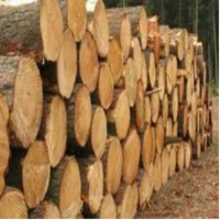 Teak Wood