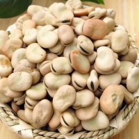 Dried Broad And Fava Beans