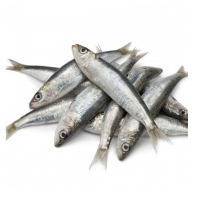 Wholesale Frozen Sardine