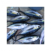 Fresh Yellow Fin Tuna