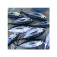 Fresh Yellow Fin Tuna