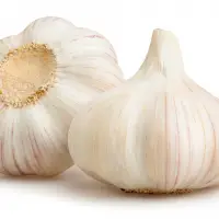 Wholesale Premium Fresh Garlic