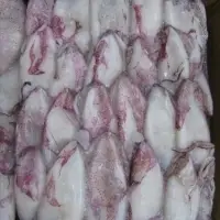 Frozen Illex Squid