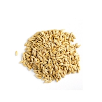Malted Barley Grain