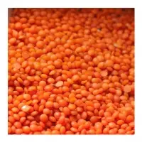 Red Lentils