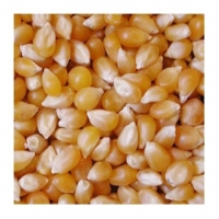 Yellow Maize Animal Feed