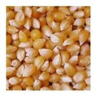 Yellow Maize Animal Feed