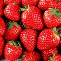 Fresh Strawberry