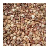Dried Split Betel Nuts