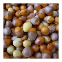 Best Quality Ginkgo Nuts