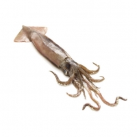 Frozen Whole Squid