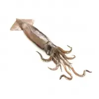 Frozen Whole Squid