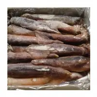 Frozen Illex Squid